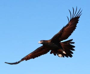 wedg-tailed-egle